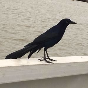 Meet your Posher, Scott